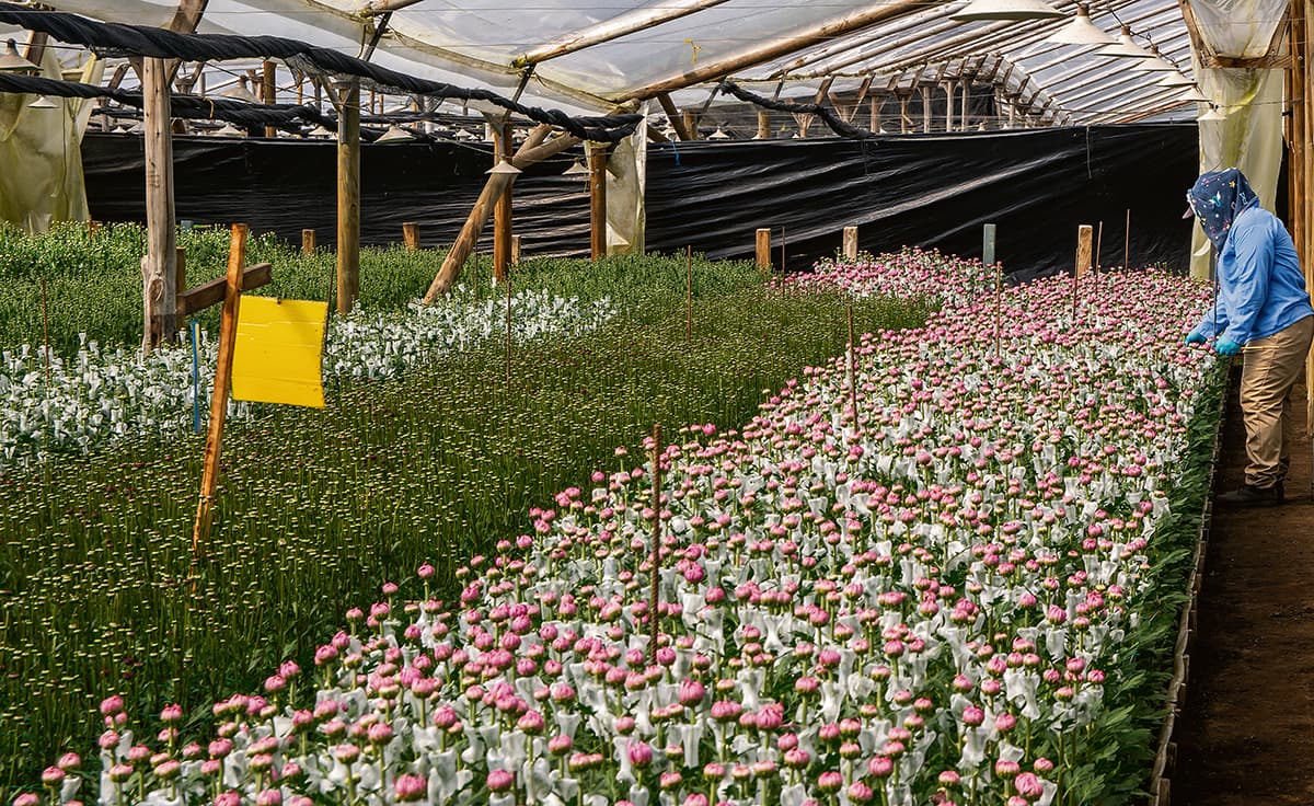 Las Agroexportaciones en Antioquia el oro verde